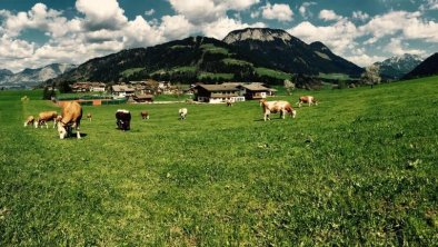 Kühe gnießen atemberaubende Landschaft am Hof