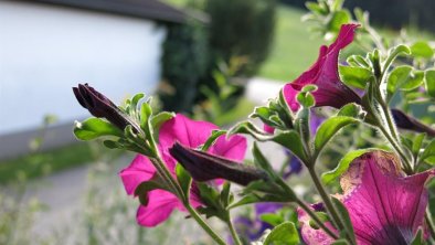 Balkonblumen