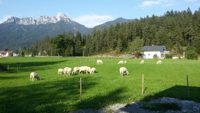 Schafe auf der Weide