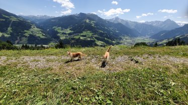 https://images.seekda.net/AT_UAB7-09-40-01/Tiere_am_Breierhof.jpg