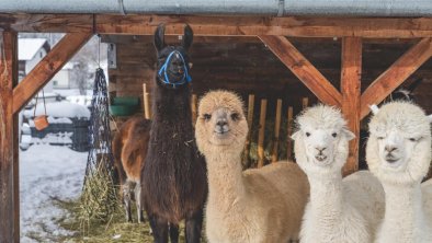 unsere Alpakas und Lamas