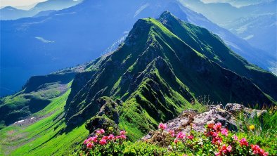 Alpbach, Standkopf, Sagtaler Spitzen, Almrosen,, © Alpbachtal Tourismus