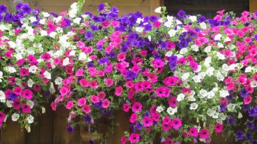 IMG_0289, © Blumen am Balkon