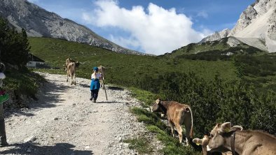 Almzeit Wandern-unsere Kühe