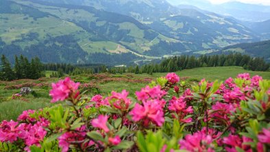 Almrosen Rechte Wildschönau Tourismus  (5)