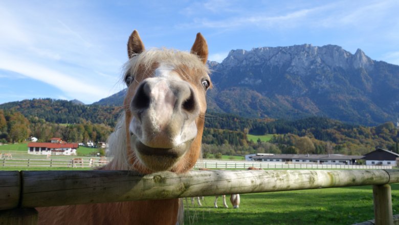 Hier fühlen sich die Haflinger Pferde wohl: Ebbs in Tirol (Foto: Fohlenhof Ebbs / Christian Kapfinger)