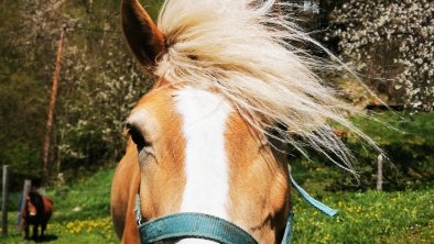 Unser Haflinger "Bella"