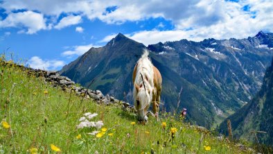 Innerböden_Hagn_Almsommer 2020 (4)