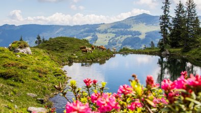 Bilder Baumgartenalm FG Alex Mayr Rechte Wildschön