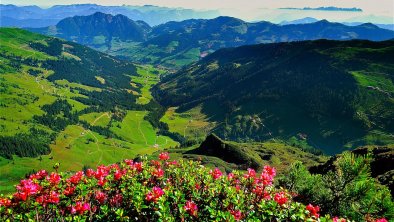 Wiedersbergerhorn Almrosen, © Alpbachtal Tourismus / Berger Bernhard