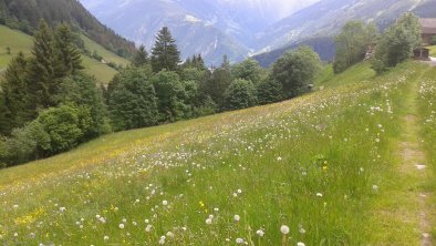 Blumenwiese im Brunnhaus