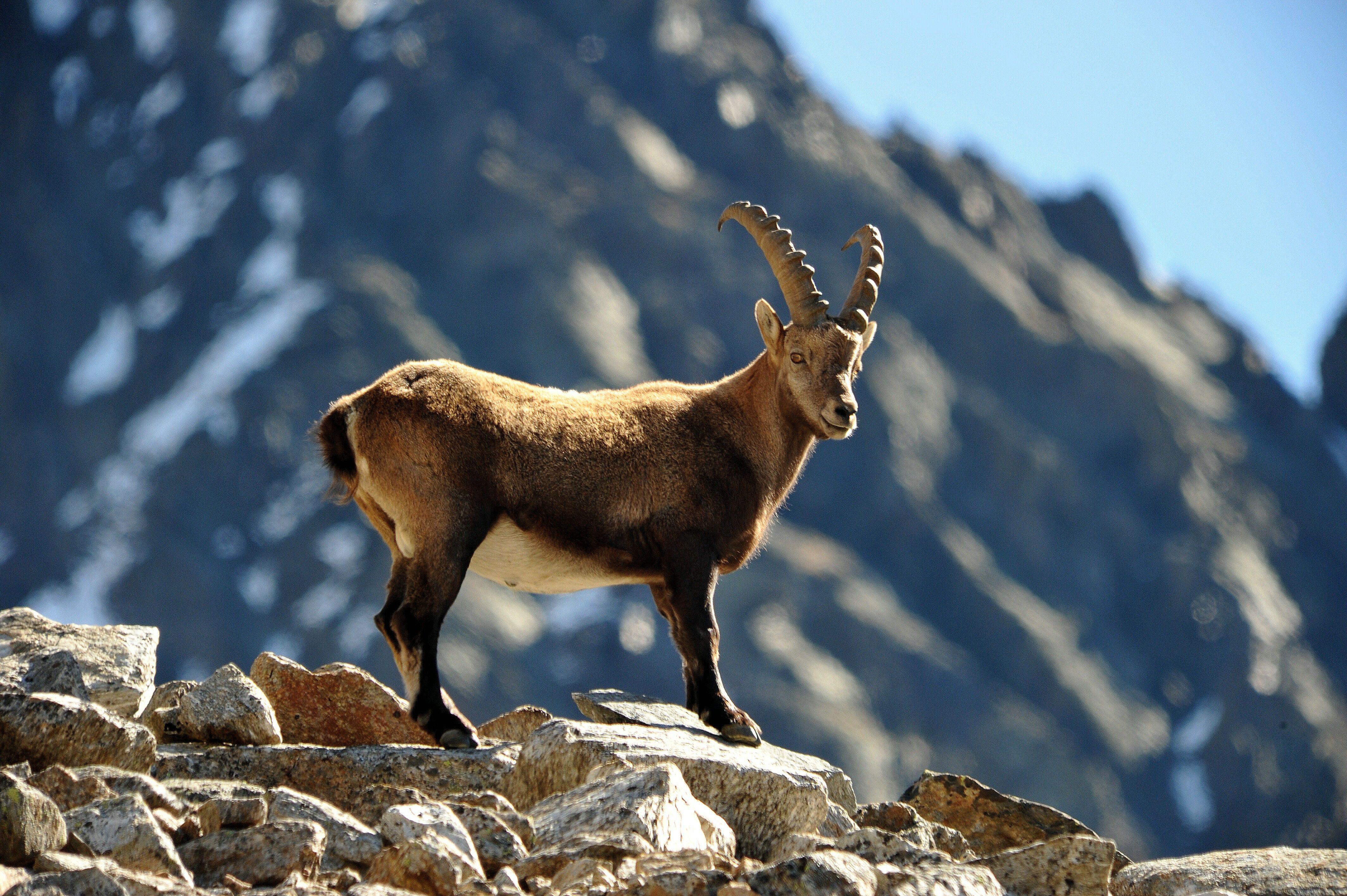 Steinbock im Naturpark Kaunergrat