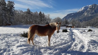 Haflinger vor Sonnwendjoch, © Haflingerhof