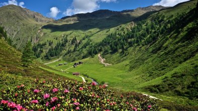 Natur Villgratental Sommer, © Edelberg Apartments