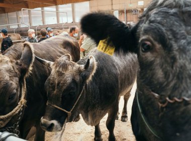 Hallo, ihr Sch&ouml;nen! Aus den Tiroler T&auml;lern kommt das Grauvieh ins Agrarzentrum West in Imst, um f&uuml;r H&auml;ndler aus ganz Europa in der Manege Spalier zu laufen.