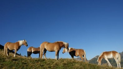 Haflingerzucht Bild6 - Hof am Arlberg