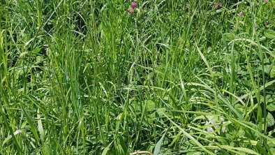 Wiesenblumen, © Renate Widauer