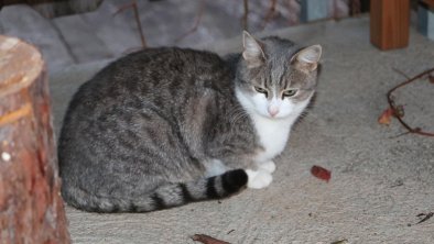 Katze Lilli wartet auf eine Maus