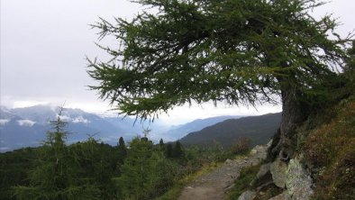 Zirbenweg zwischen Patscherkofel u Tulfeinalm