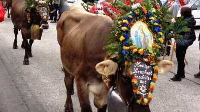 Almabtrieb - die gesunde Heimkehr der Kühe von der