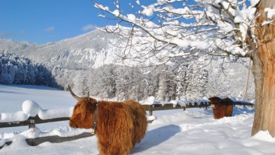 Hochlandrinder, © Ferienheim Riedhof