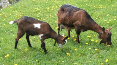 Ziegen beim Oberbacherhof