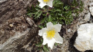 Alpenblumen, © Binder