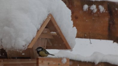 Glücksplatzl Mieders Vogel im Schnee