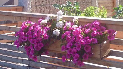 Blumen am Balkon 2015