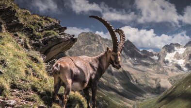 Pitztaler Steinbock