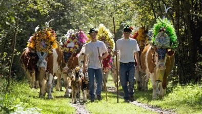 Jedes Jahr am 1. Samstag - Almabtrieb in Hart