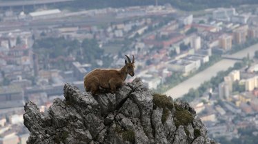 Die Natur steht beim Innsbruck Nature Film Festival im Mittelpunkt, © Alps of Contrast