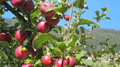 herrlich, so ein roter, knackiger Apfel