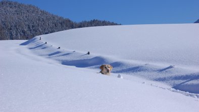 Hund in tief verschneiter Landschaft Rechte Wildsc