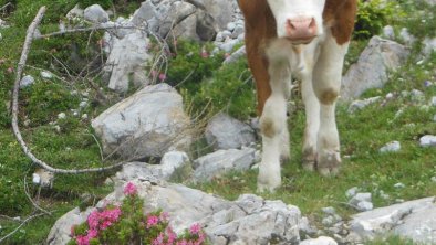 Kühe auf der Alm