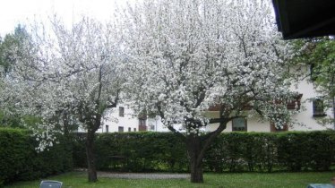 Ebster Irma Fügen - Bäume im Garten