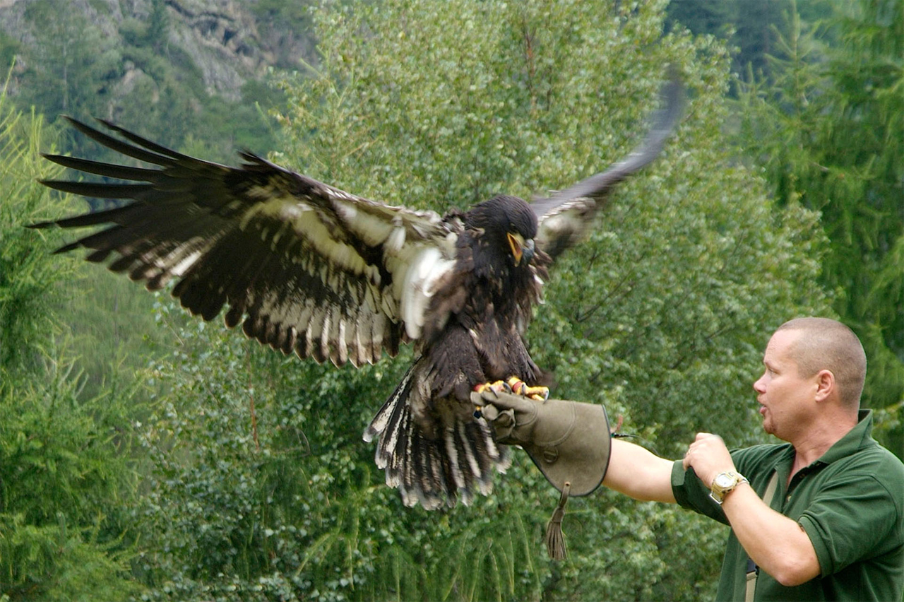 Greifvogelpark Umhausen Tirol   sterreich