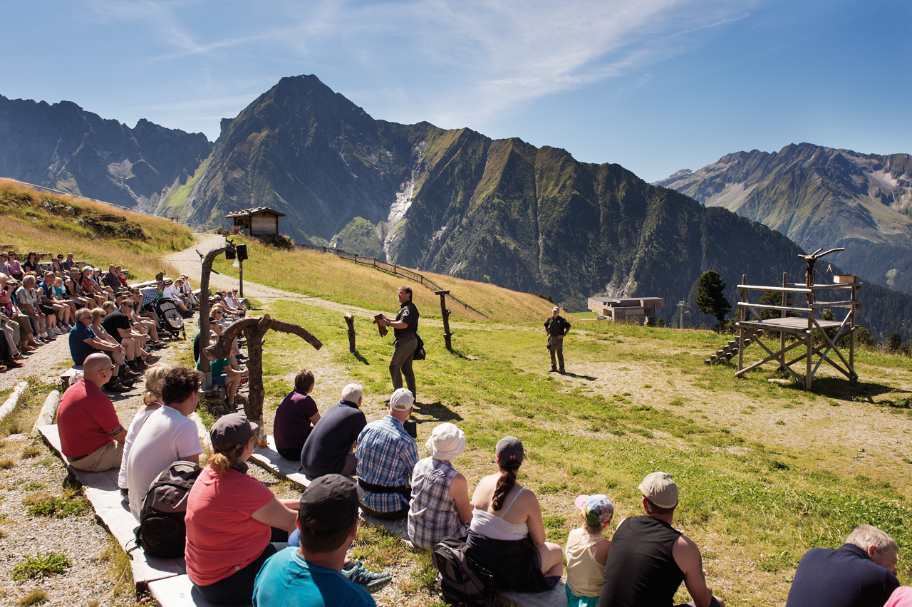 Adlerb  hne Ahorn Mayrhofen Tirol   sterreich